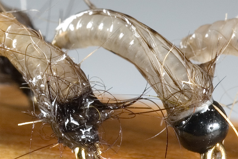 wet bodies of nymphs tied with catgut