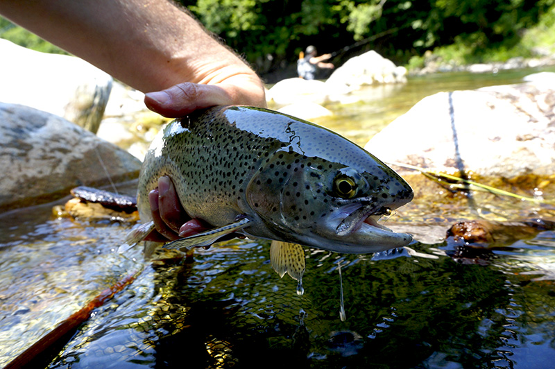 rainbow-trout-on-winged-nymph