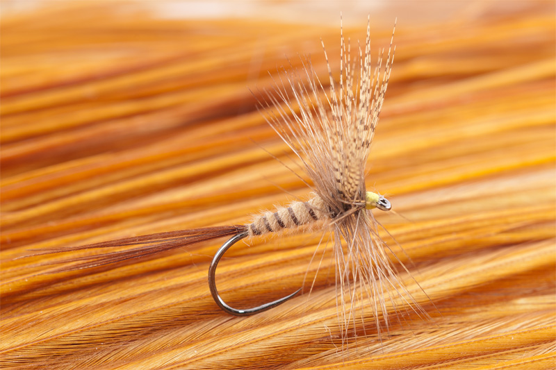 cdc mayfly for trout 10