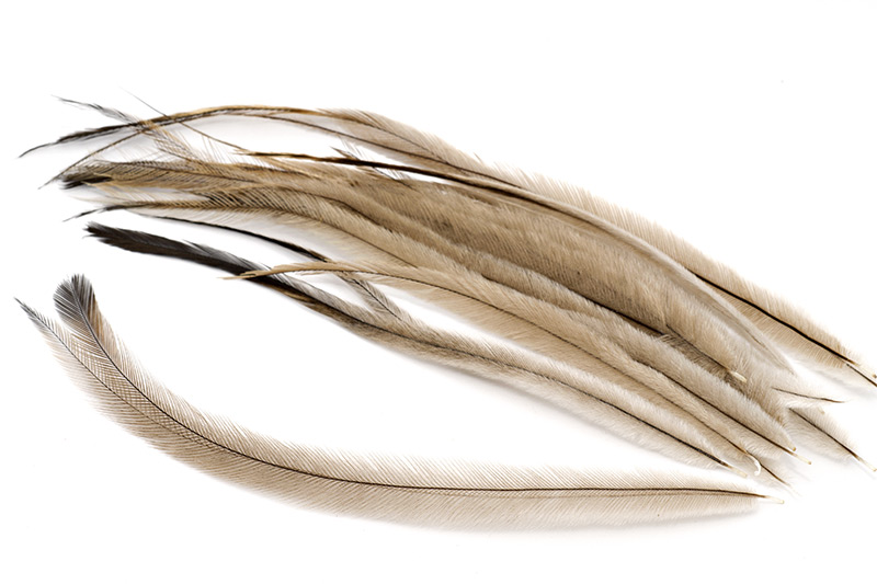 Emu feathers used in fly tying