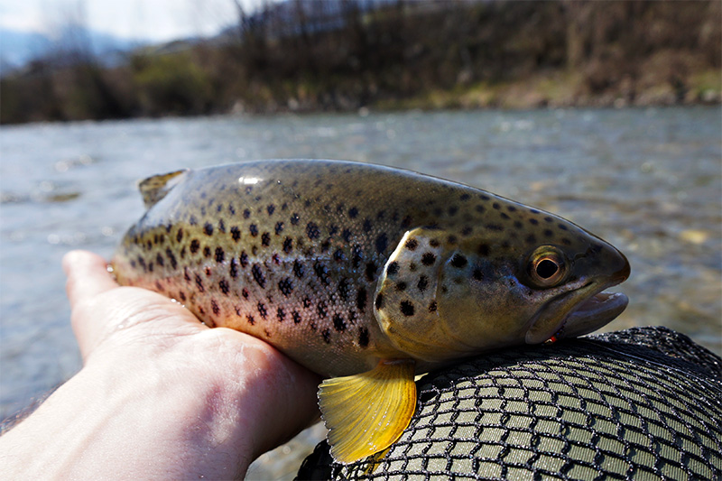 Autumn-fish-on-troutline-jig-nymphs