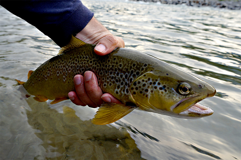 big-male-trout-on-jig-nymph