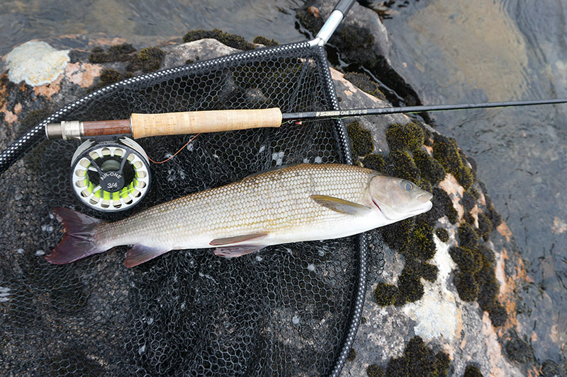 sage one fly rod