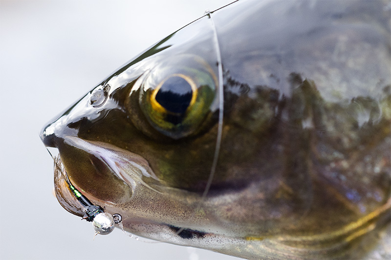 https://www.flytying.ro/wp-content/uploads/2018/09/grayling-on-a-devil-nymph.jpg