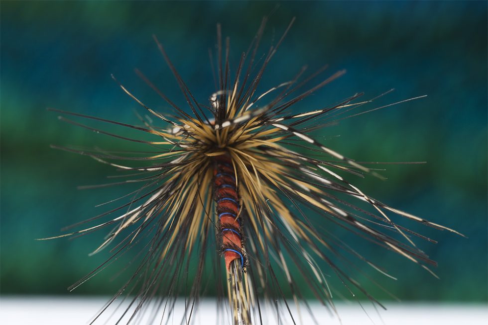 hare-hackle-980x654.jpg