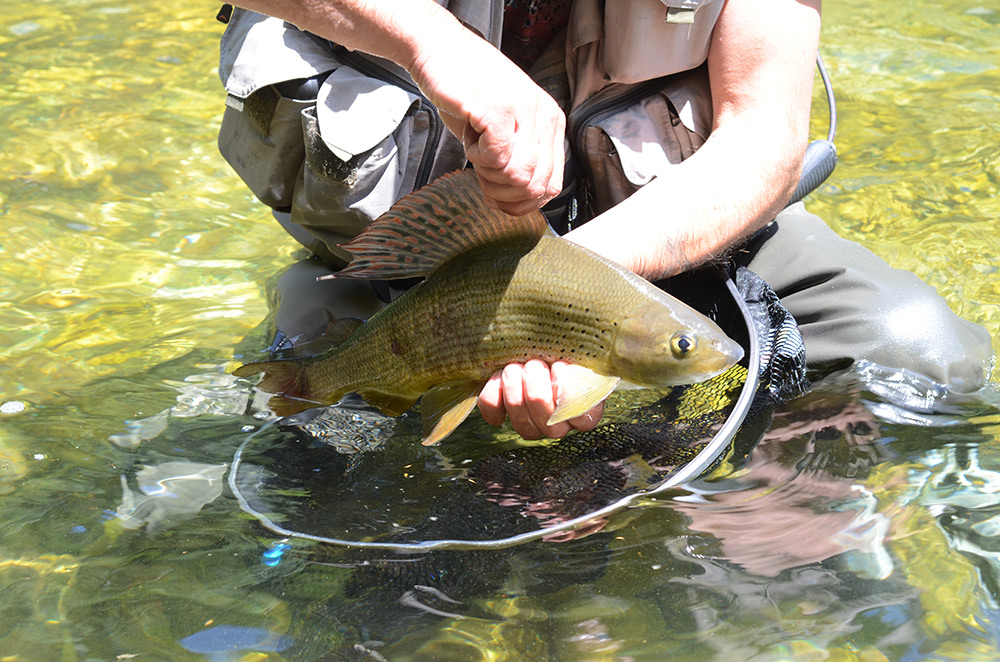 Slovenia 2020 Fly fishing report