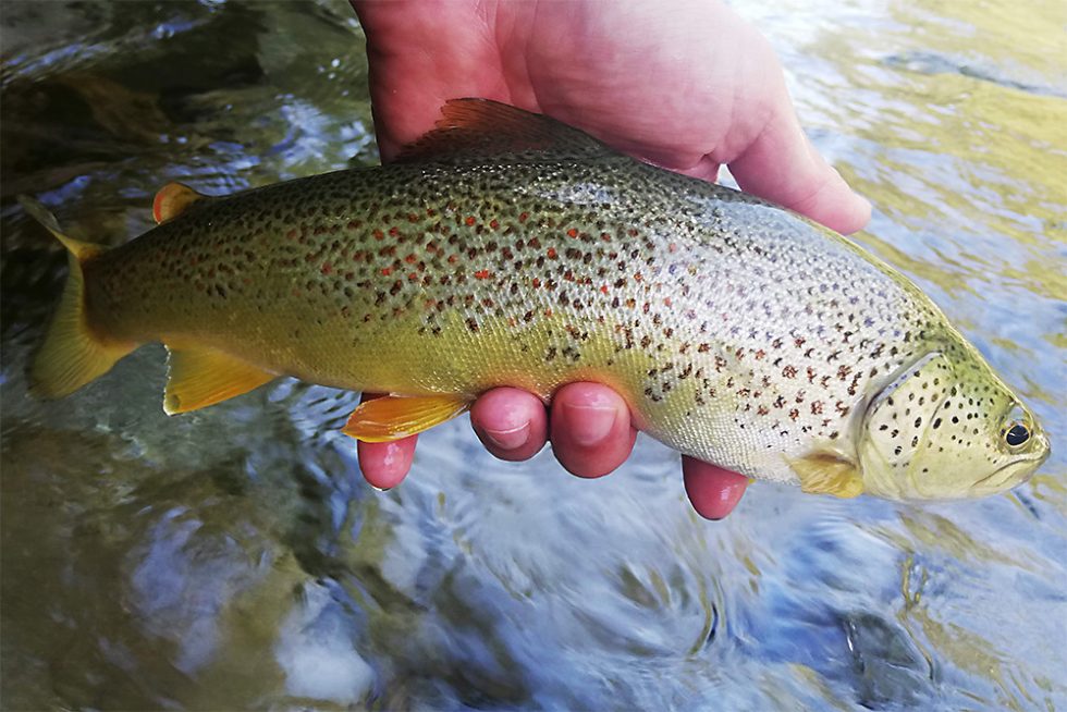 Sloveniansmallhybridtrout
