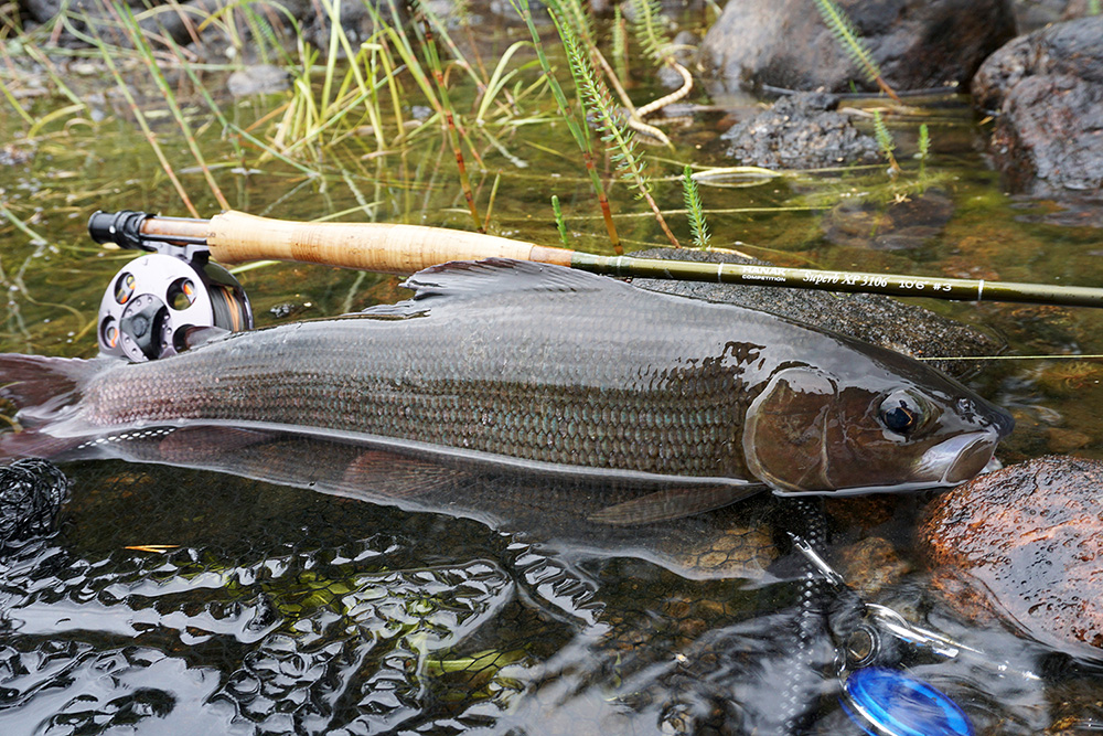 Fly fishing in Sweden – Giman river – Jamtland 2021