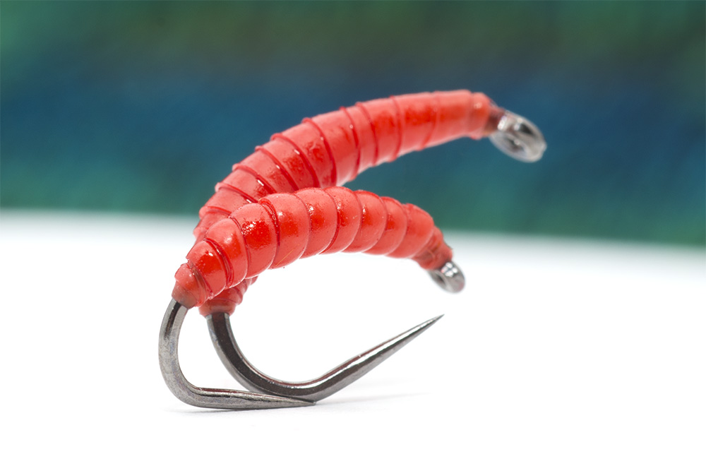 Barbel Red Worm