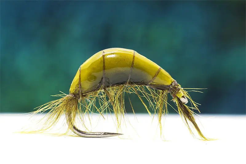 The Scud Nymph-A Powerful Weapon in Your Fly Fishing Box