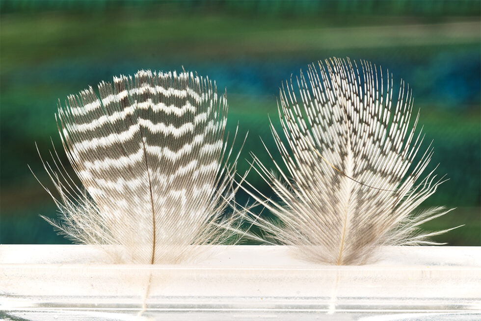 Wet Hackle : Partridge vs Teal Duck